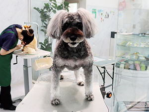 神奈川に近い東京町田のブリーダーKAKOでトリミングしたシュナウザー